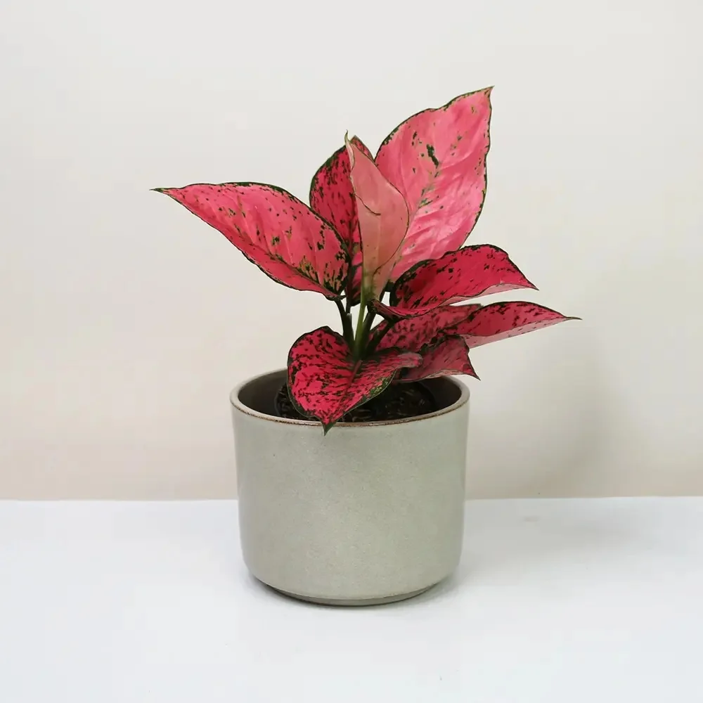 Aglaonema Spicy Pink, 40 cm, planta interior decorativa cu frunze roz, usor de ingrijit, curata aerul