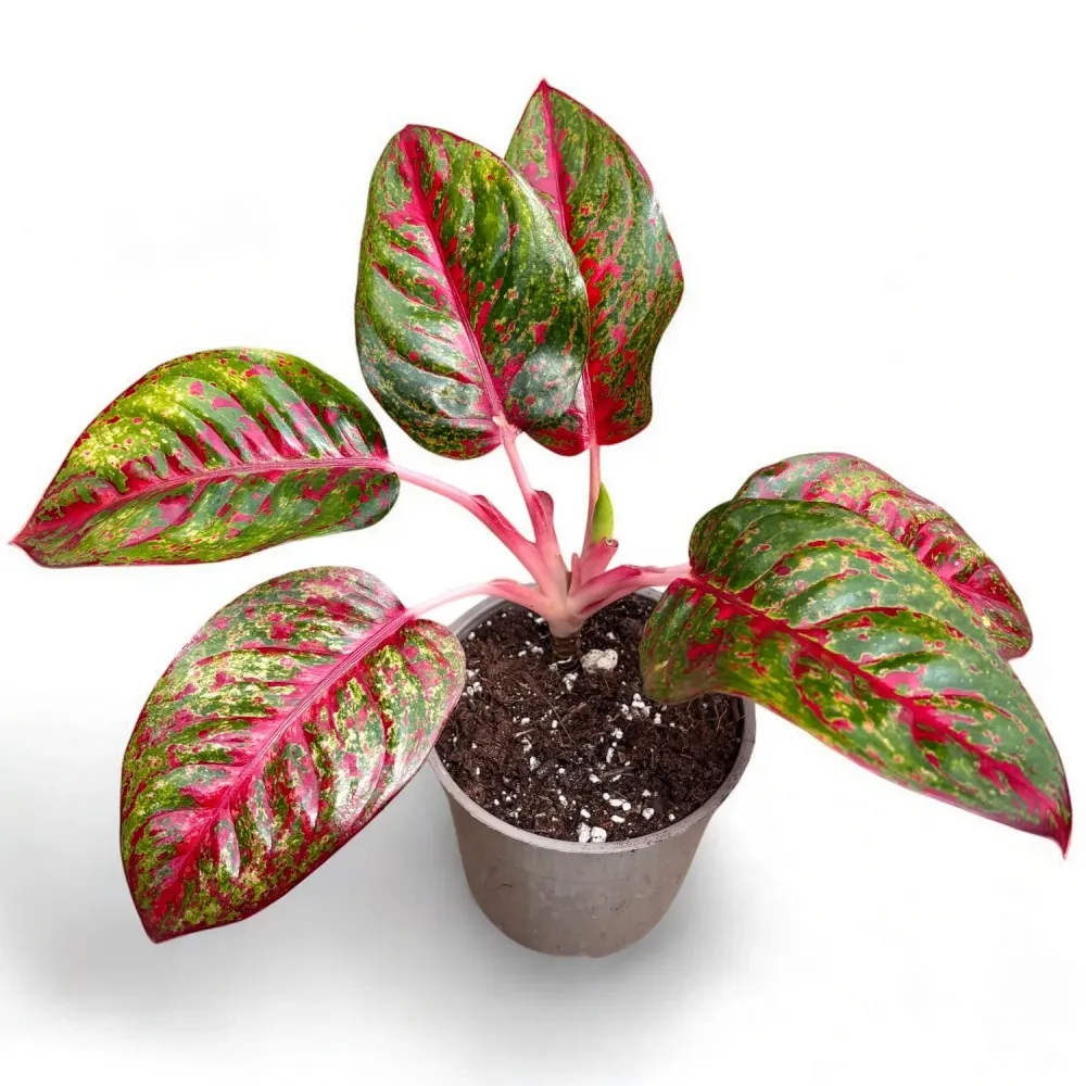 Aglaonema ‘Stardust’
