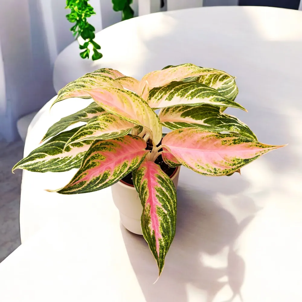 Aglaonema Starshining