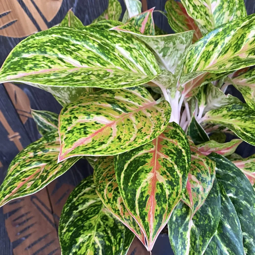 Aglaonema Stratos XXL - 6 plante/ghiveci
