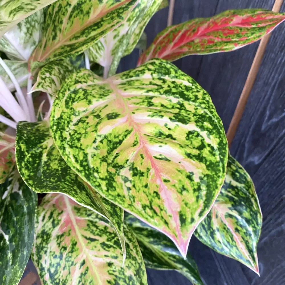 Aglaonema Stratos XXL - 6 plante/ghiveci