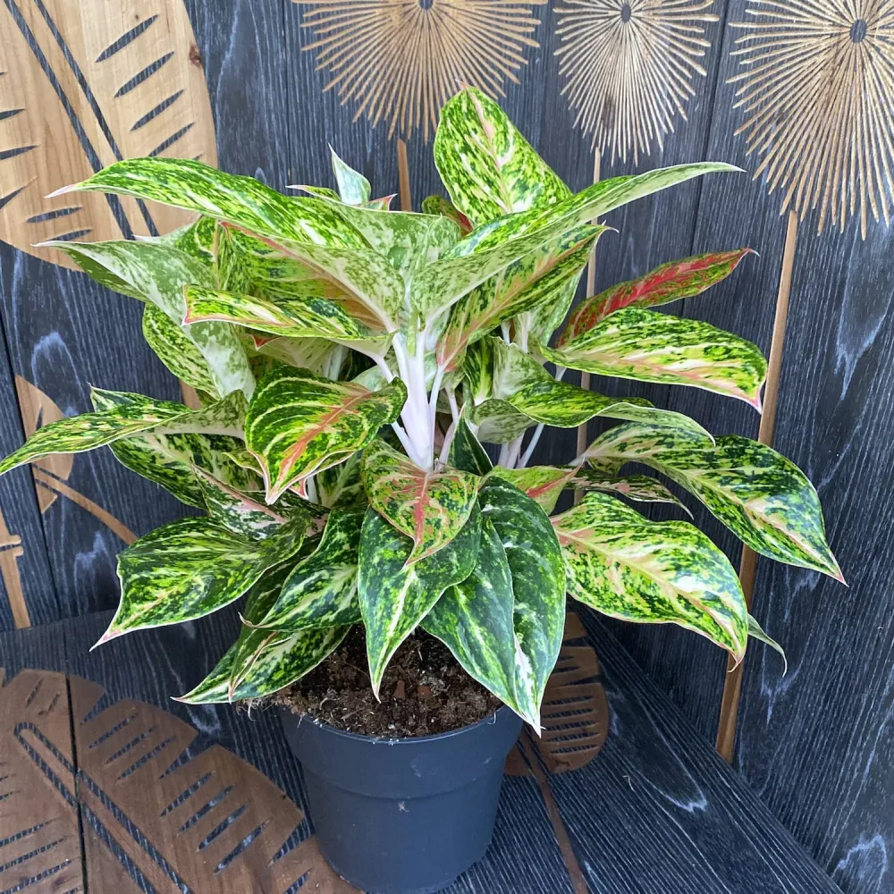 Aglaonema Stratos XXL - 6 plante/ghiveci