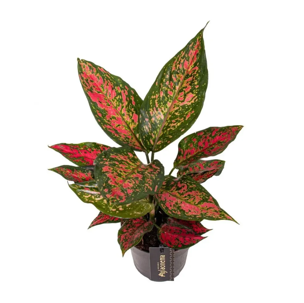 Aglaonema 'Strawberry Baby'