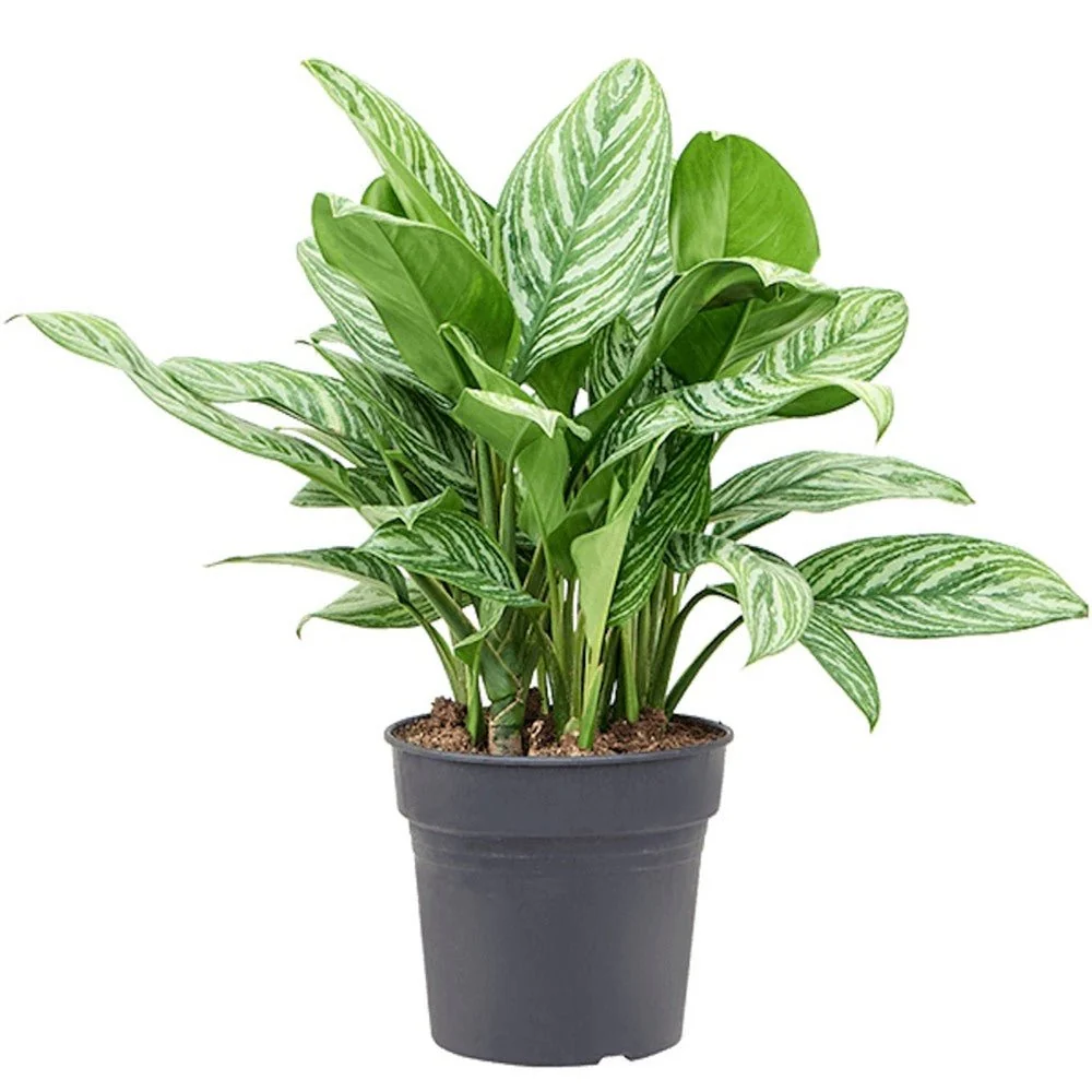 Aglaonema Stripes, 40-50 cm cu frunze verzi si dungii argintii, planta tropicala exotica, purificatoare de aer, usor de in...