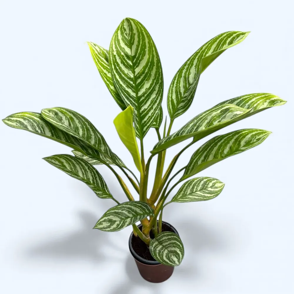 Aglaonema ‘Stripes’ - exemplare XL