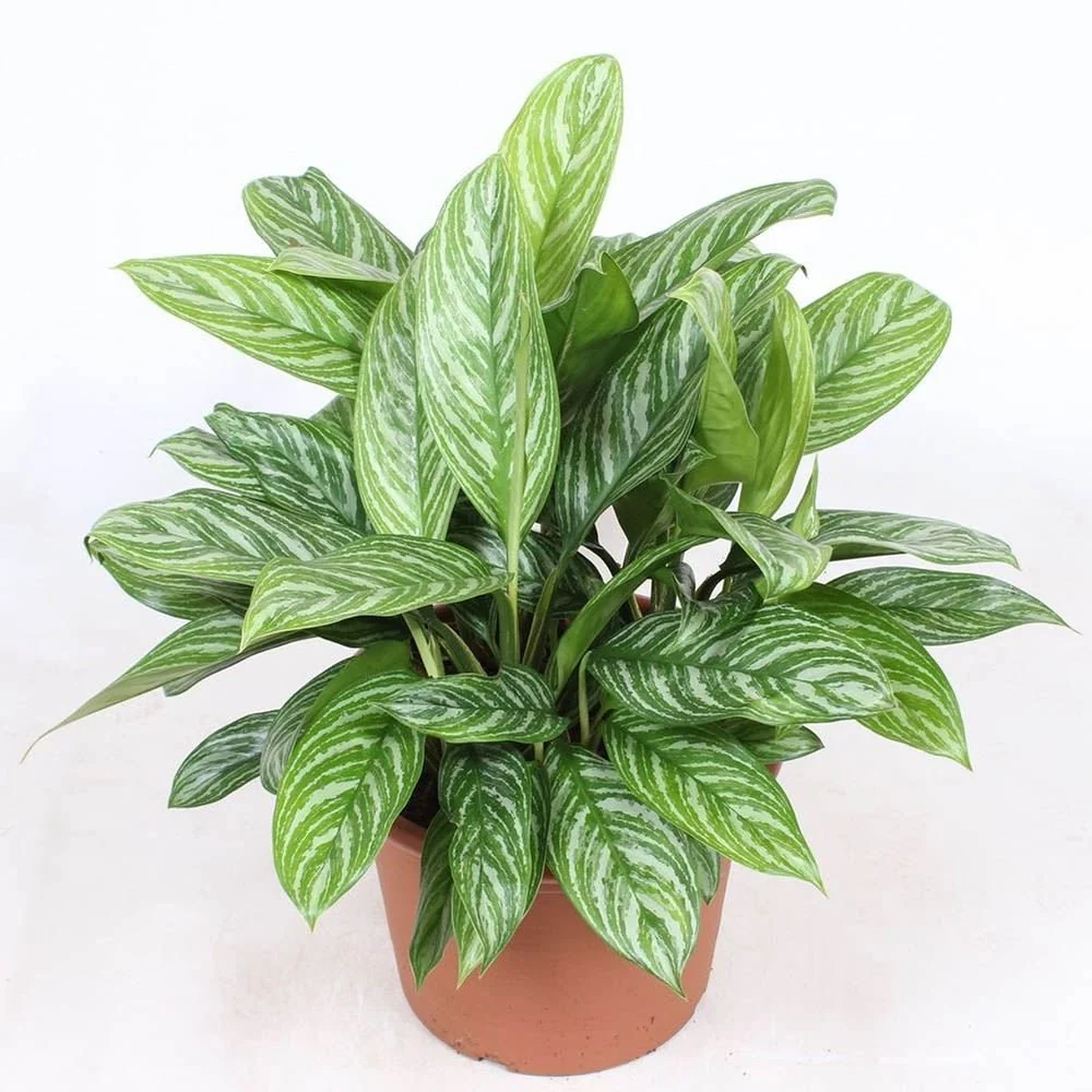 Aglaonema Stripes, 55 cm, cu frunze verzi si dungii argintii, planta tropicala exotica, purificatoare de aer, usor de ingr...