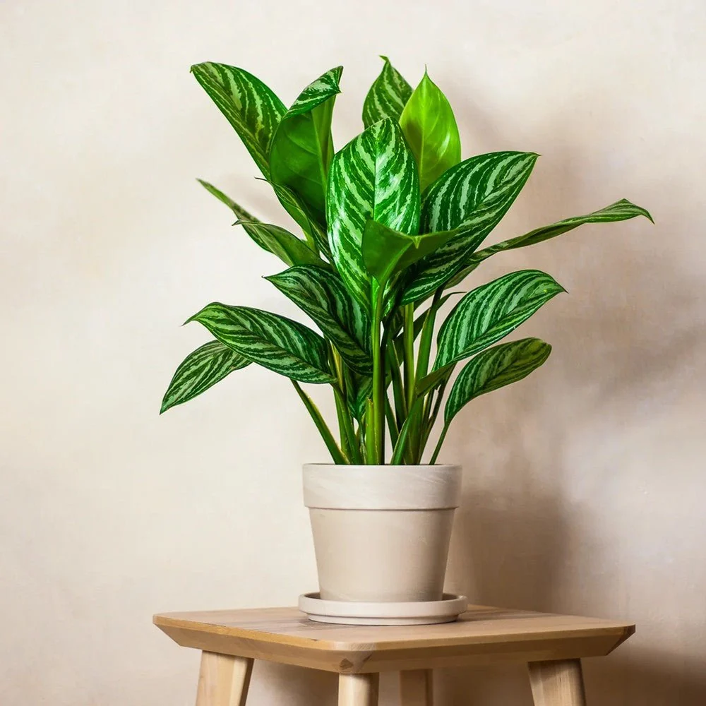 Aglaonema Stripes, 55 cm, cu frunze verzi si dungii argintii, planta tropicala exotica, purificatoare de aer, usor de ingr...