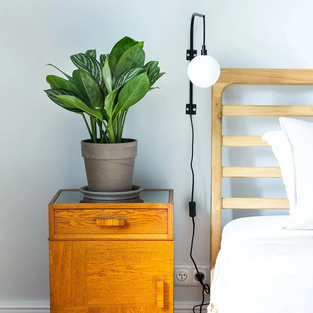 Aglaonema Stripes, 55 cm, cu frunze verzi si dungii argintii, planta tropicala exotica, purificatoare de aer, usor de ingr...
