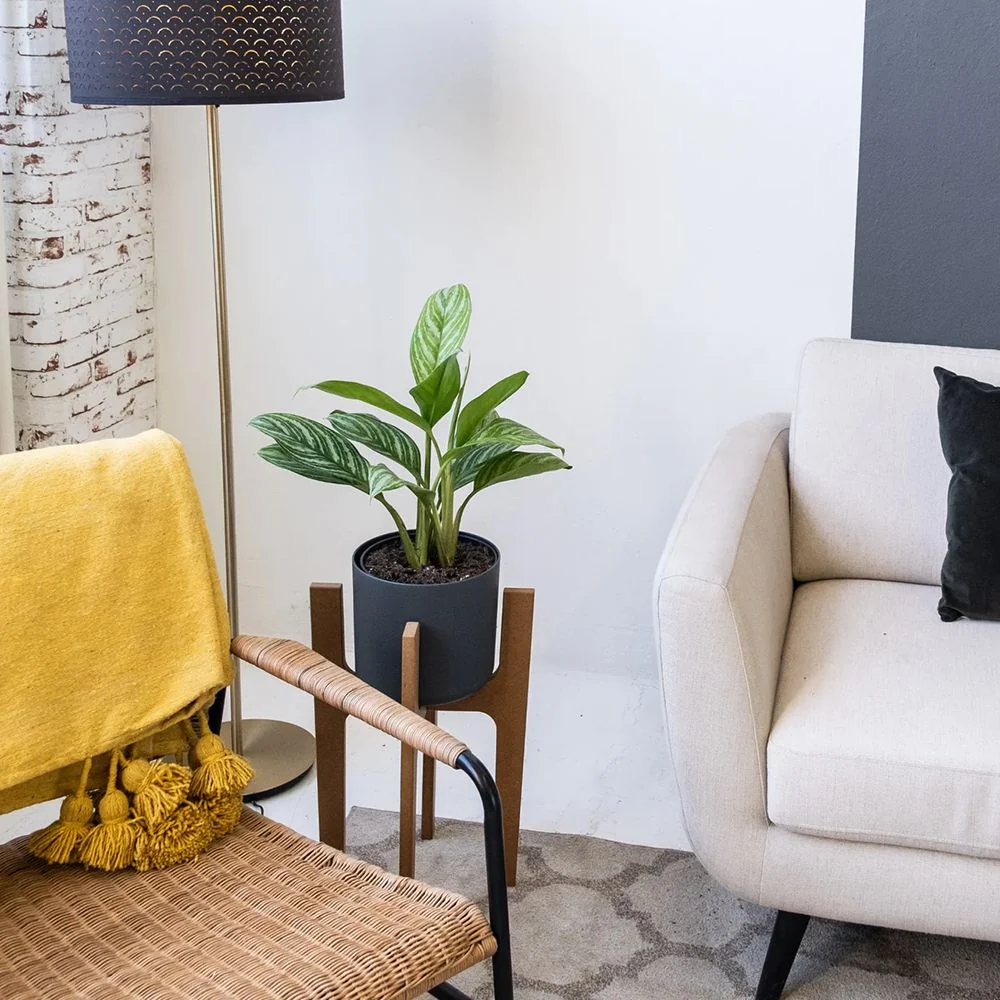 Aglaonema Stripes, 55 cm, cu frunze verzi si dungii argintii, planta tropicala exotica, purificatoare de aer, usor de ingr...