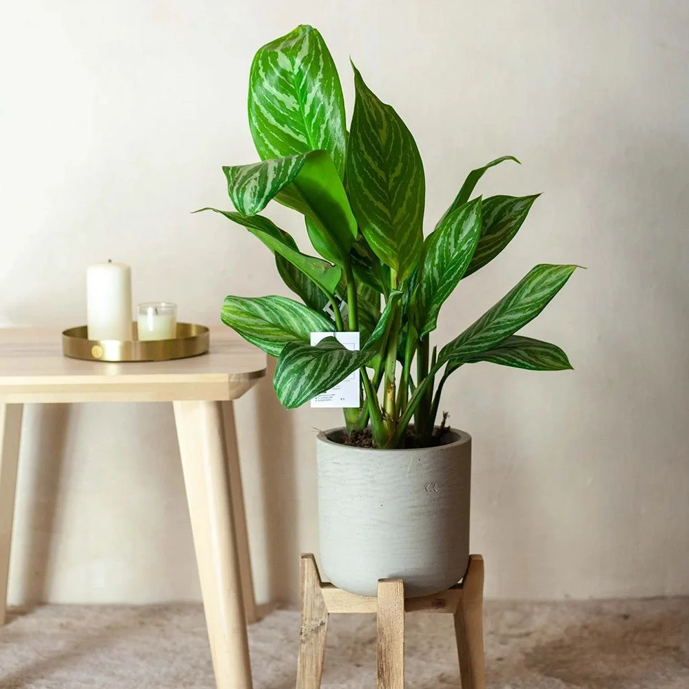 Aglaonema Stripes, 55 cm, cu frunze verzi si dungii argintii, planta tropicala exotica, purificatoare de aer, usor de ingr...