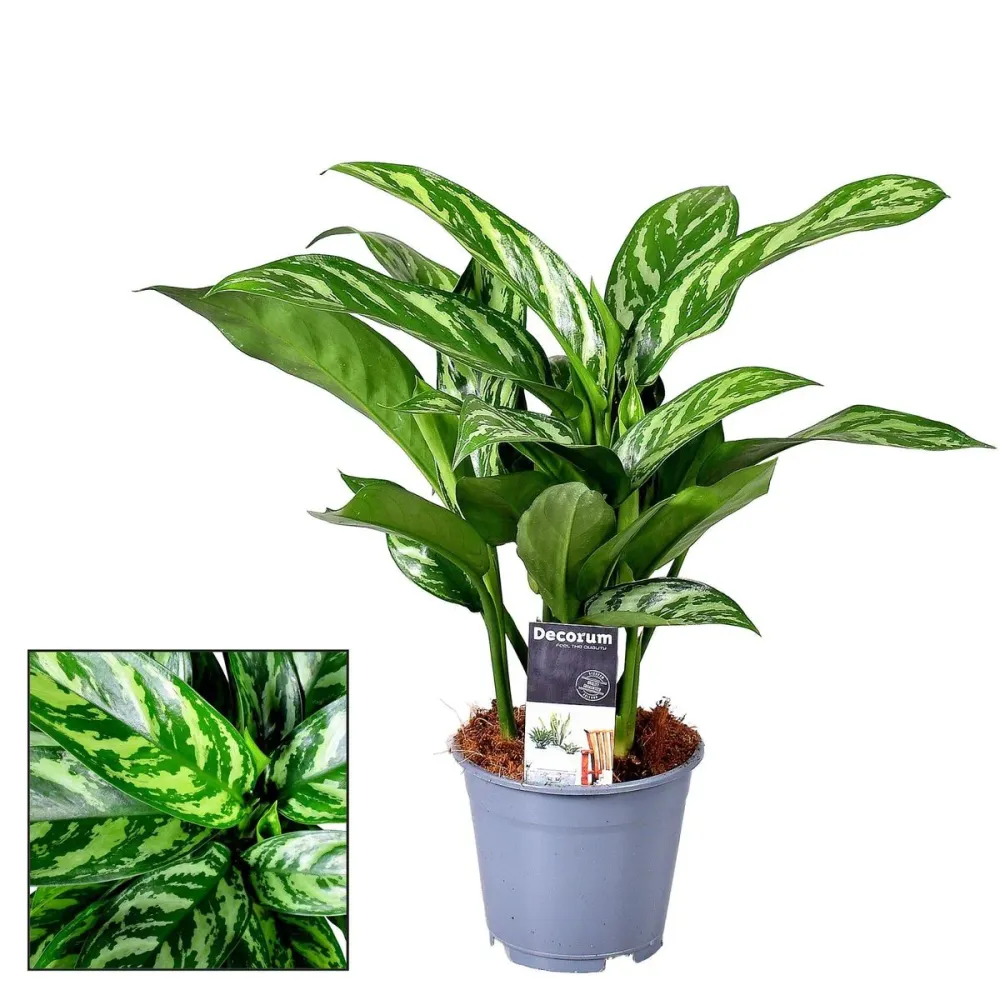Aglaonema Tigres - 2 plante/ghiveci