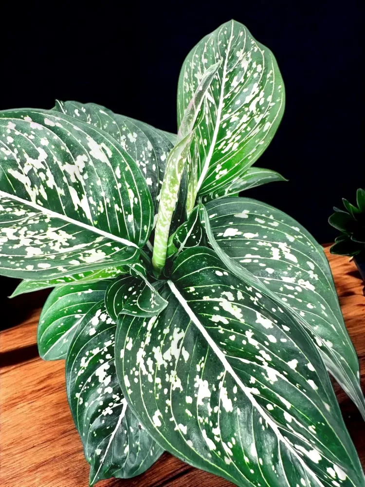 Aglaonema 'Tom’s Pride' *babyplant