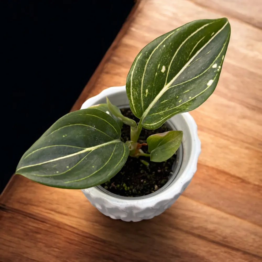Aglaonema 'Tom’s Pride' *babyplant