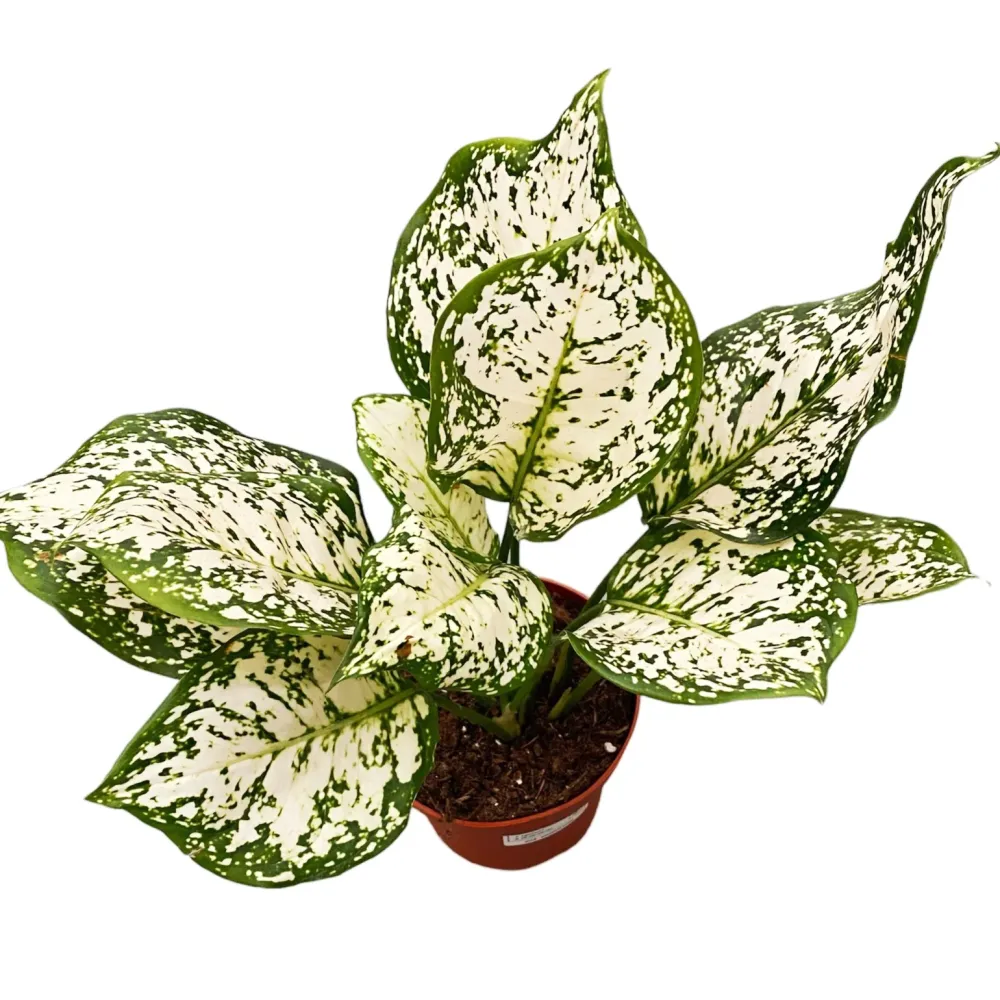 Aglaonema 'White Anyamanee'