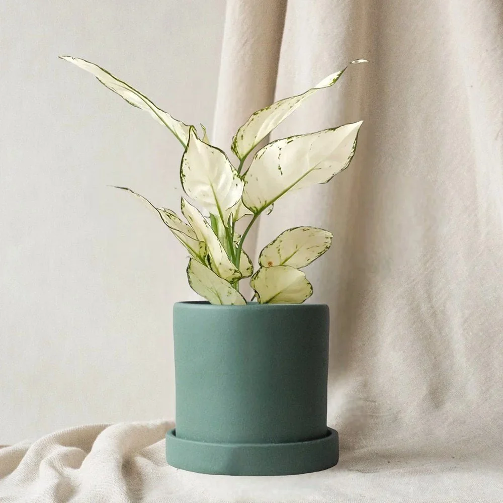 Aglaonema White Joy, 30 cm, cu frunze albe si margini verzi, planta tropicala exotica, purificatoare de aer, usor de ingrijit