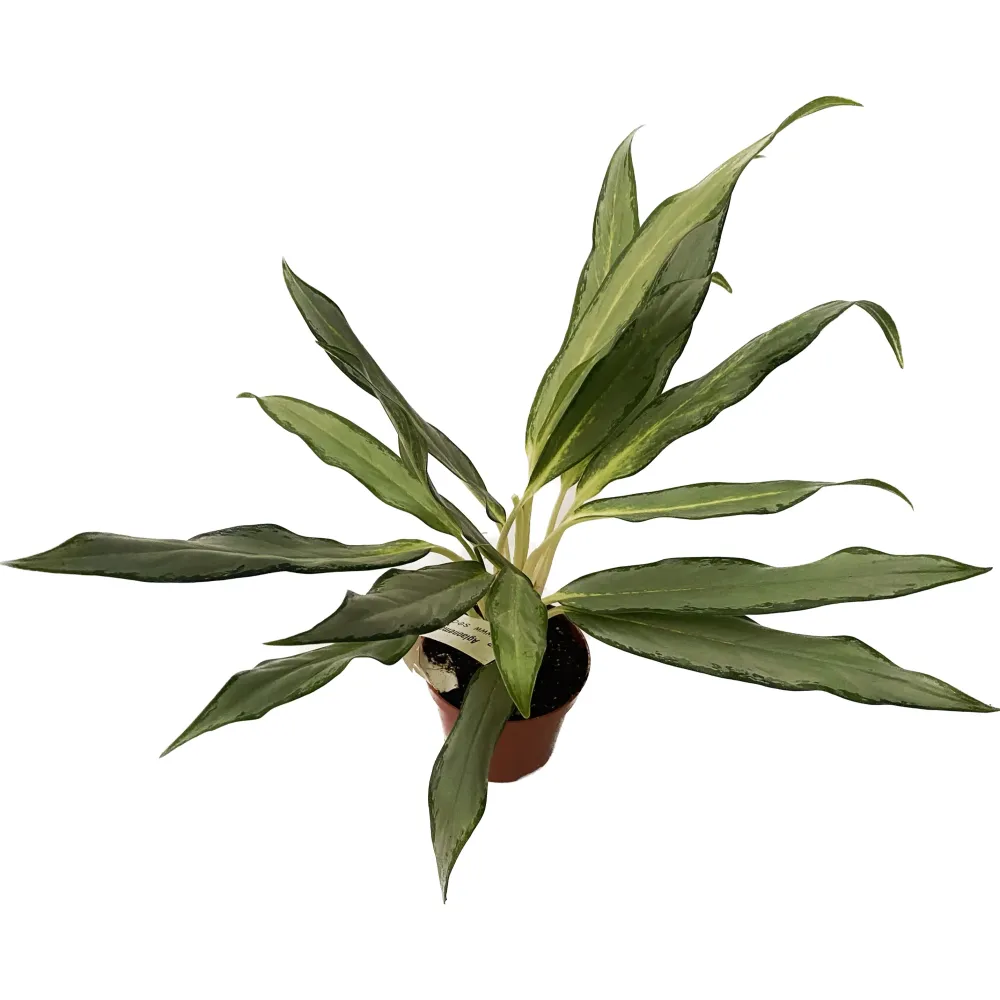 Aglaonema White Lance D9