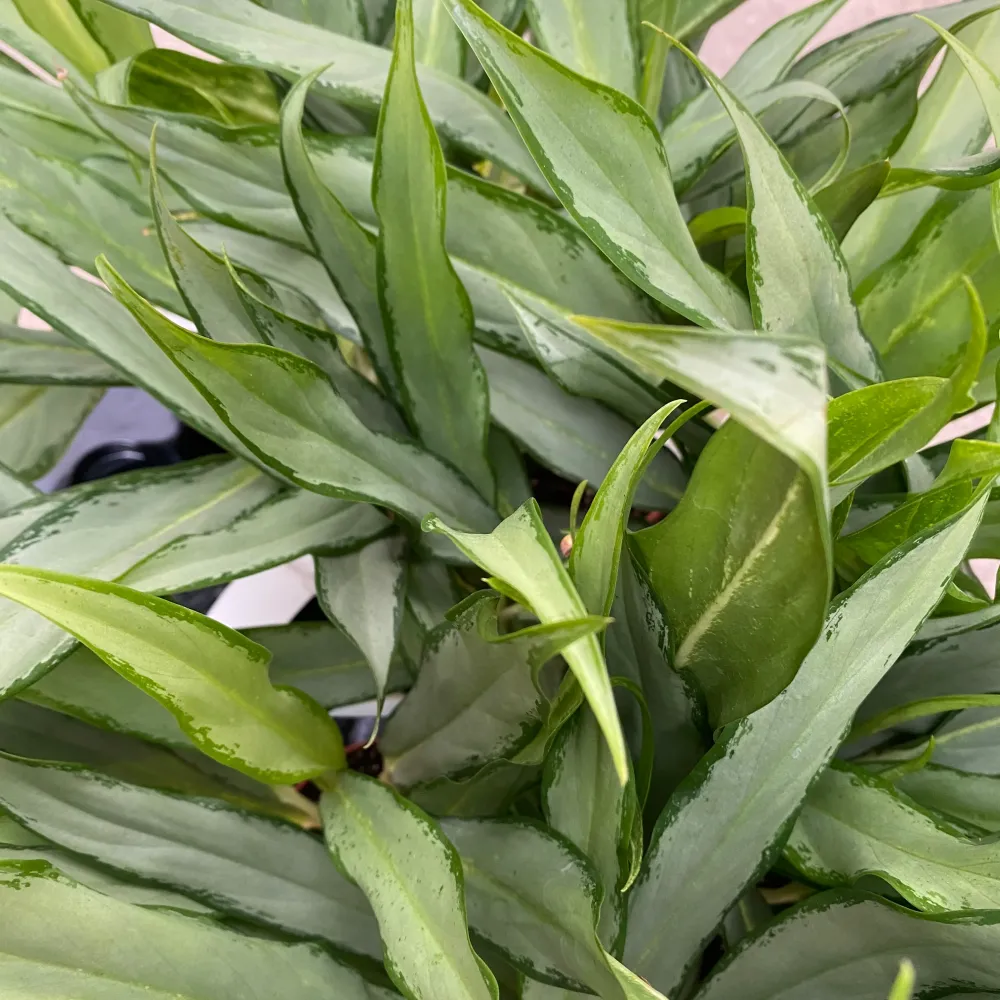 Aglaonema White Lance D9