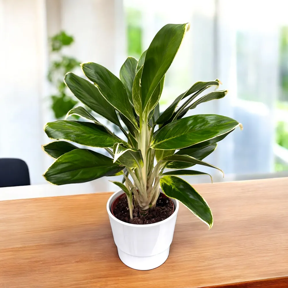 Aglaonema ‘White Lime’ - exemplare XL