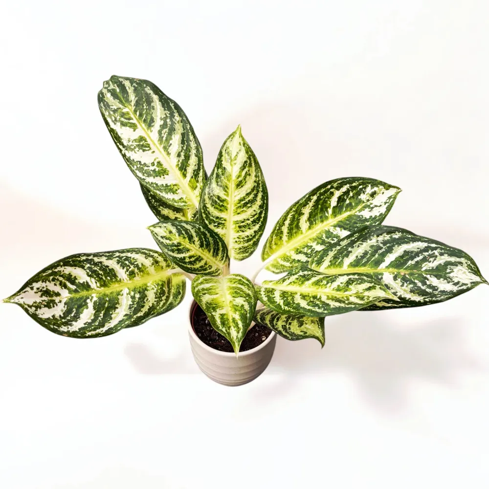Aglaonema ‘Zebra’