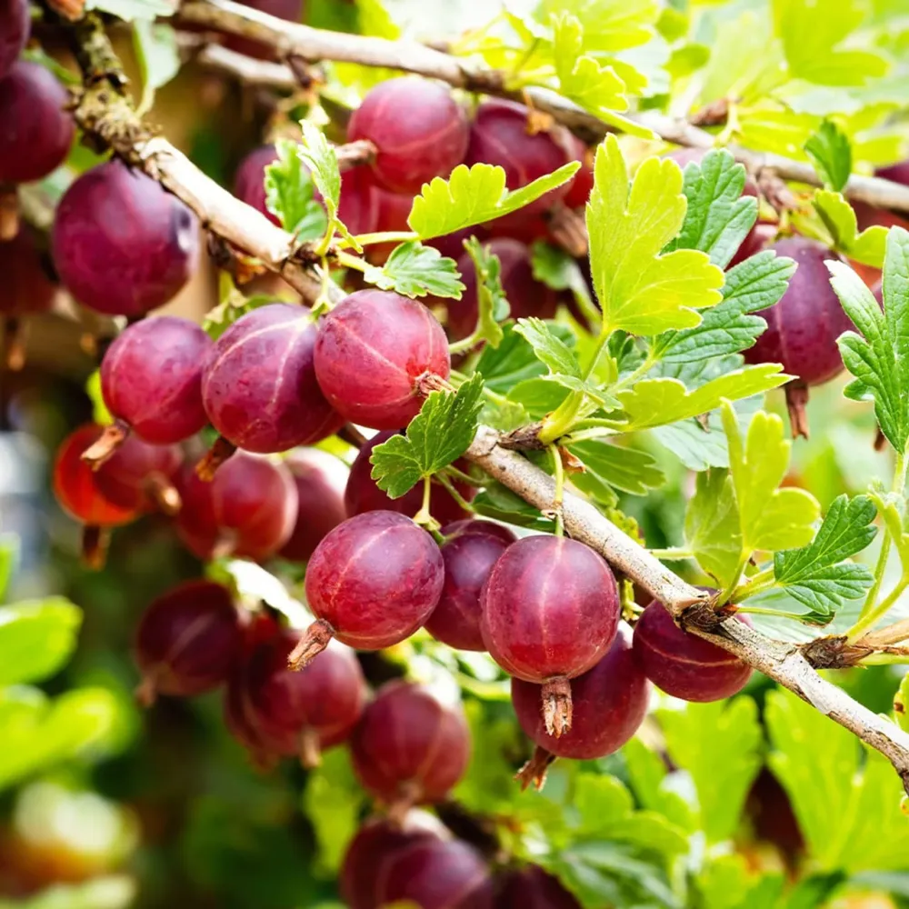 Agris rosu fara spini - Ribes uva-crispa 'Captivator'