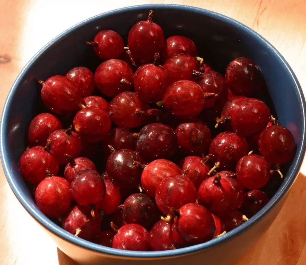 Agris rosu fara spini - Ribes uva-crispa 'Captivator'