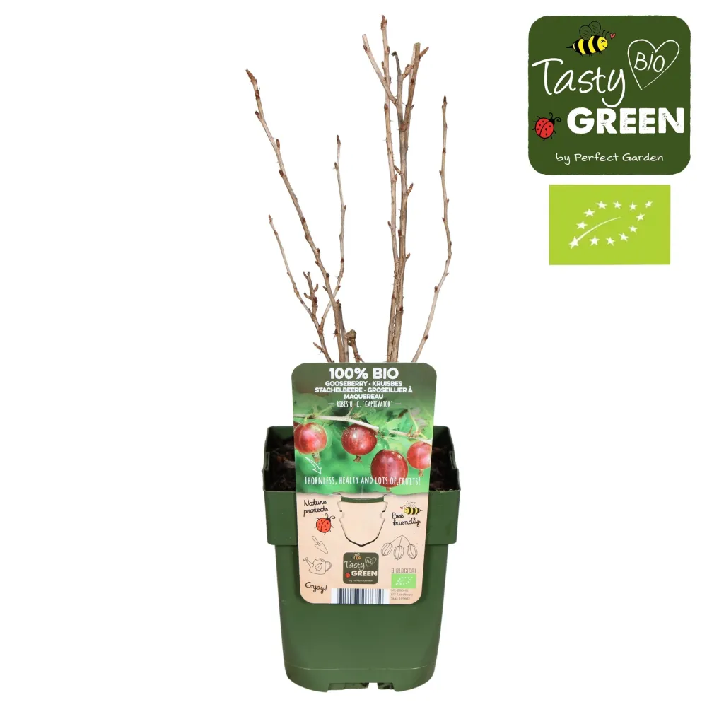 Agris rosu fara spini - Ribes uva-crispa 'Captivator'