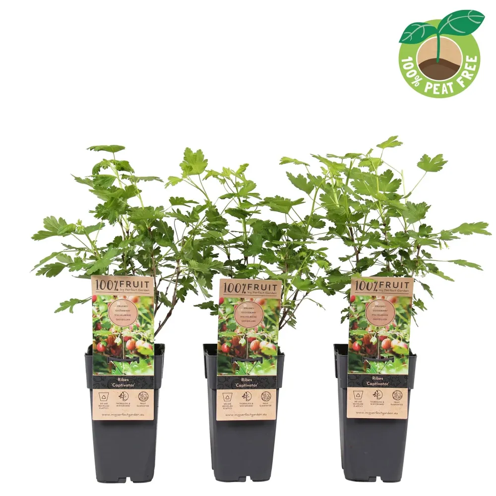 Agris rosu fara spini - Ribes uva-crispa 'Captivator'