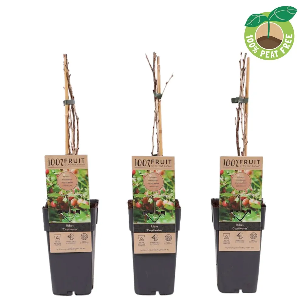Agris rosu fara spini - Ribes uva-crispa 'Captivator'