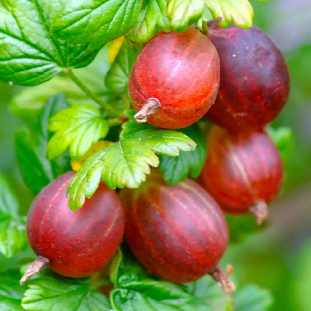 Agris rosu fara spini - Ribes uva-crispa 'Spine Free' (crescut 100% biologic)