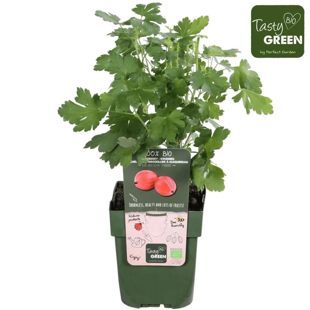 Agris rosu fara spini - Ribes uva-crispa 'Spine Free' (crescut 100% biologic)
