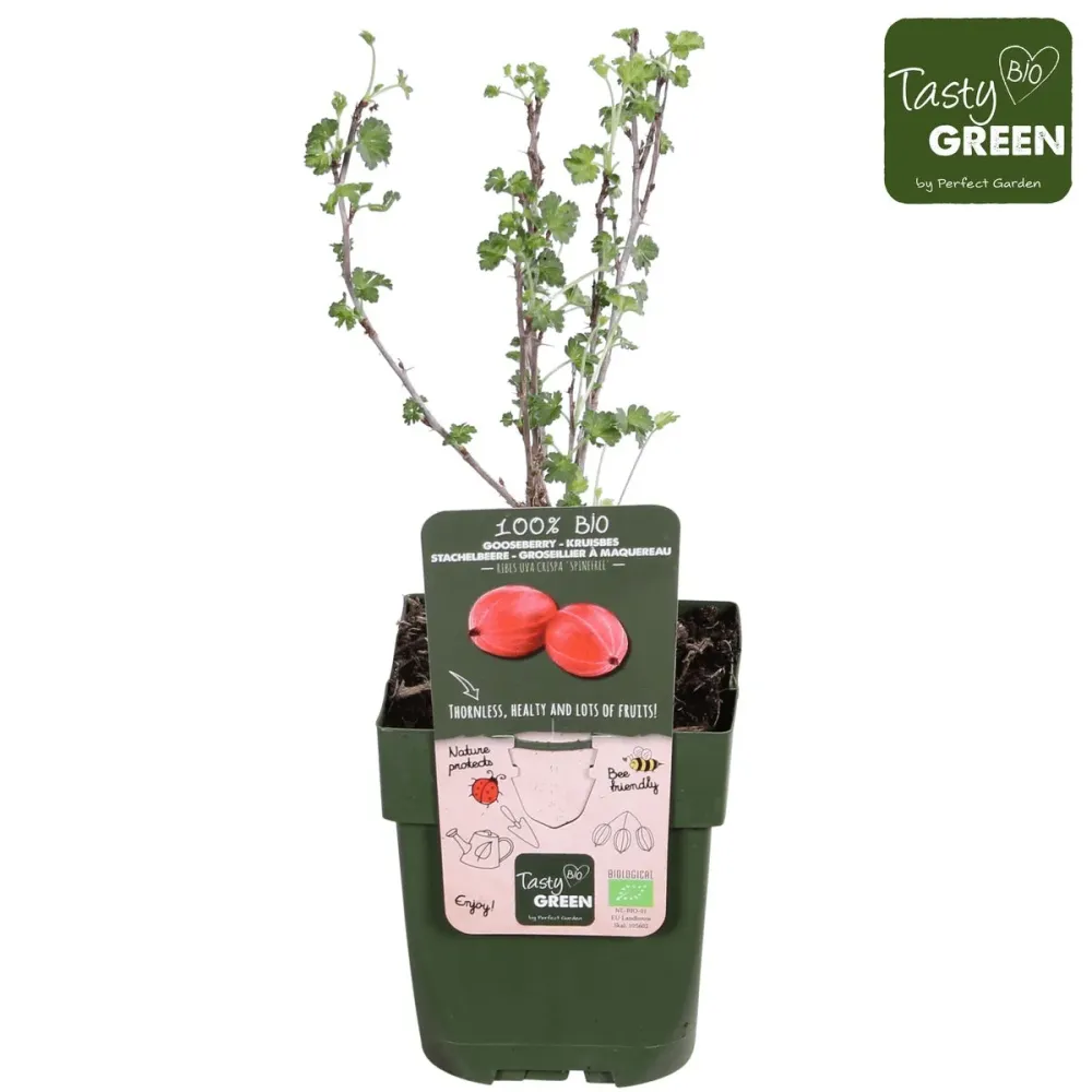Agris rosu fara spini - Ribes uva-crispa 'Spine Free' (crescut 100% biologic)