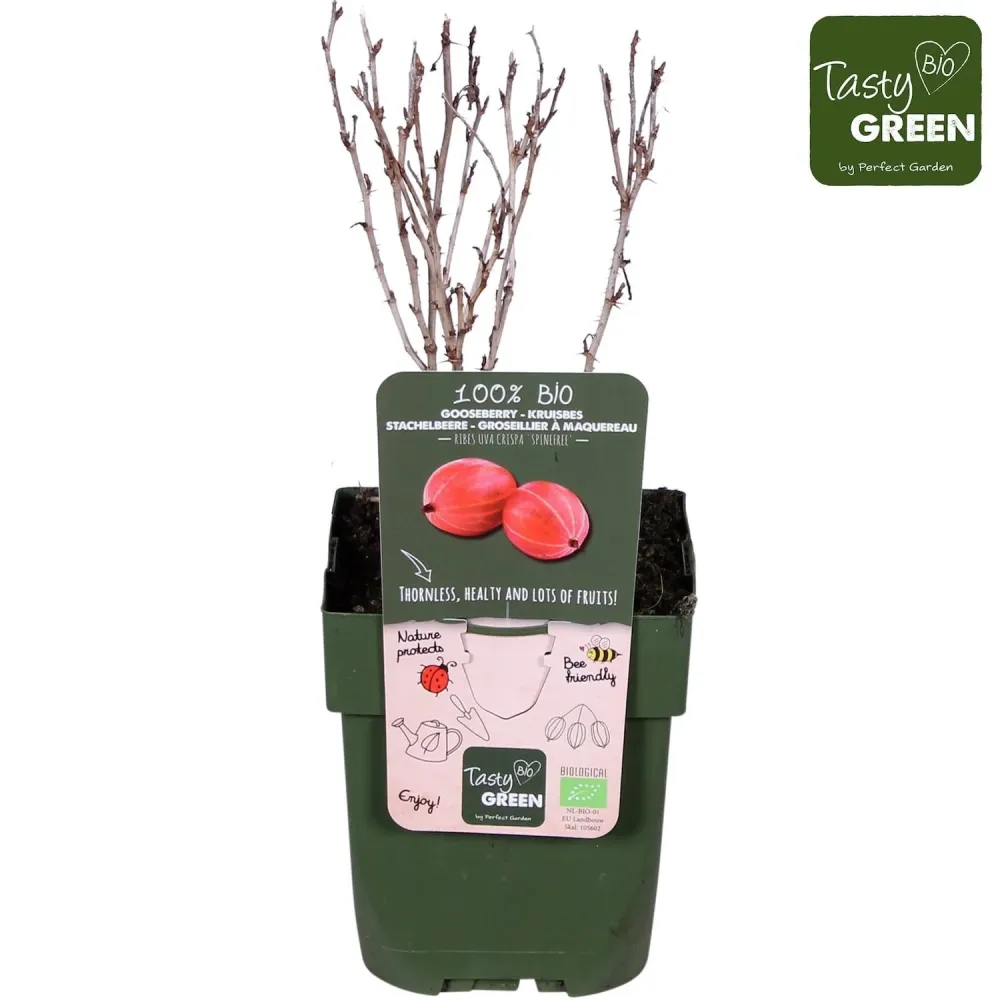 Agris rosu fara spini - Ribes uva-crispa 'Spine Free' (crescut 100% biologic)