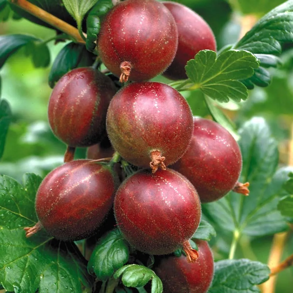 Agris rosu - Ribes uva-crispa 'Hinnonmaki Red' D15