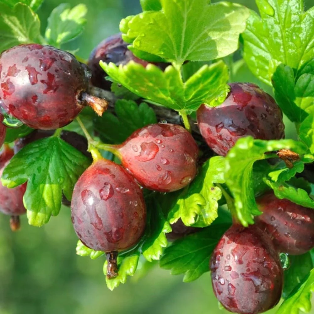 Agris rosu - Ribes uva-crispa 'Hinnonmaki Red' D15