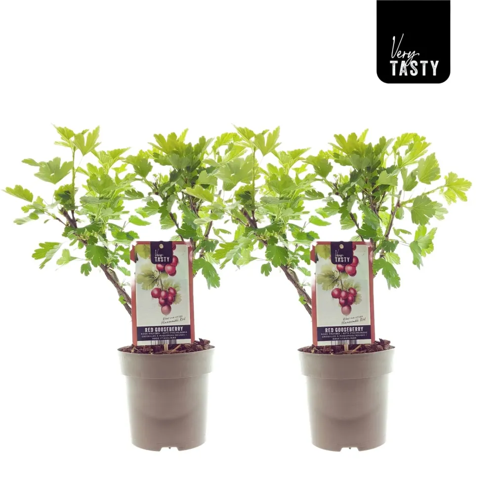 Agris rosu - Ribes uva-crispa 'Hinnonmaki Red' D15