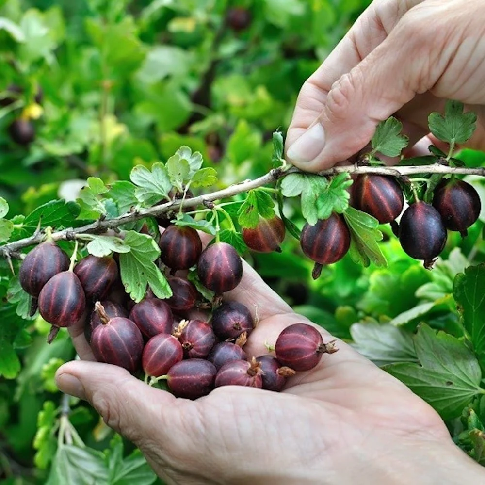 Agris rosu - Ribes uva-crispa 'Lady Late' (cultura biologica) d13cm