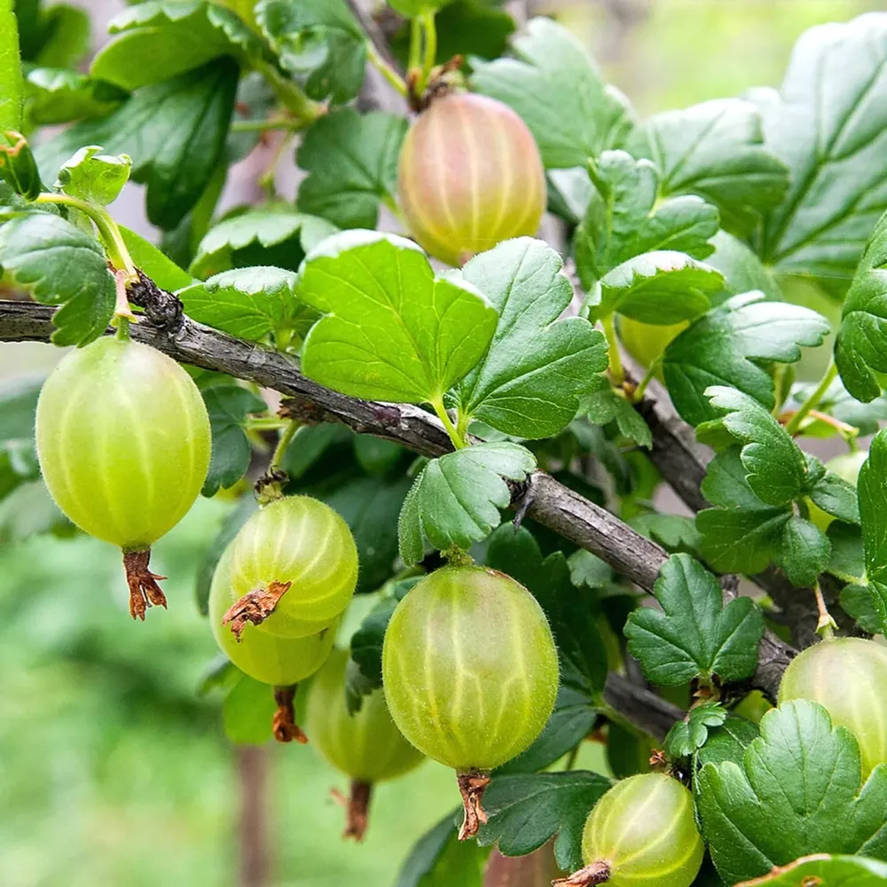 Agris verde fara spini - Ribes uva-crispa 'Tatjana' H50