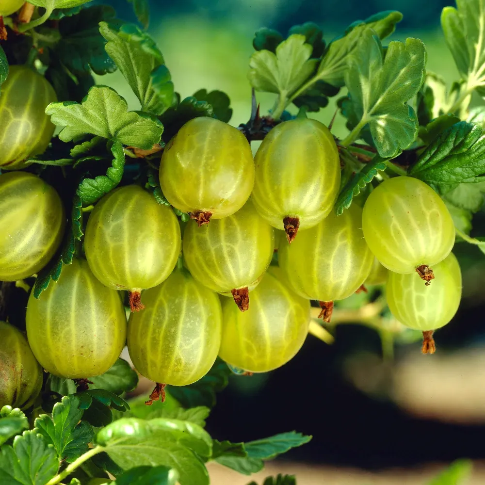 Agris verde fara spini, timpuriu - Ribes uva-crispa 'Lady Sun' (cultura biologica)
