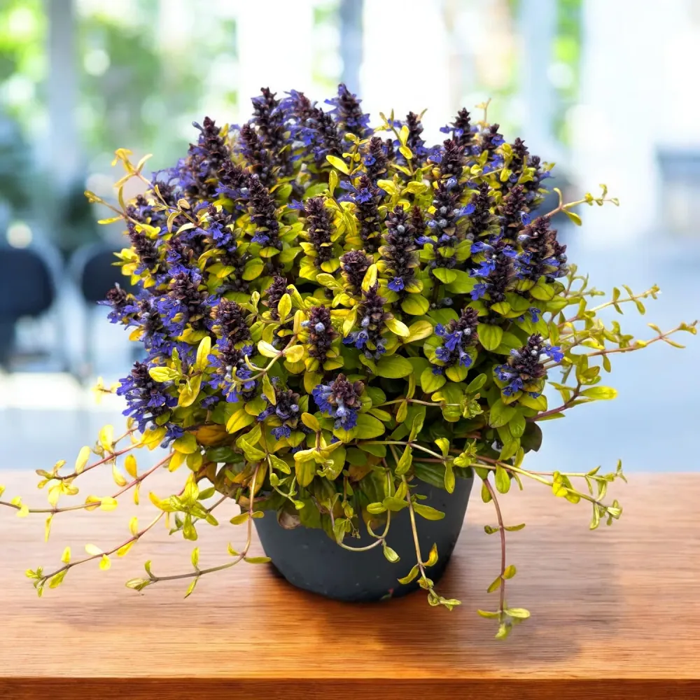 Ajuga reptans ‘Friends Cordial Canary’ (vinariț, bugleweed) – covor decorativ spectaculos