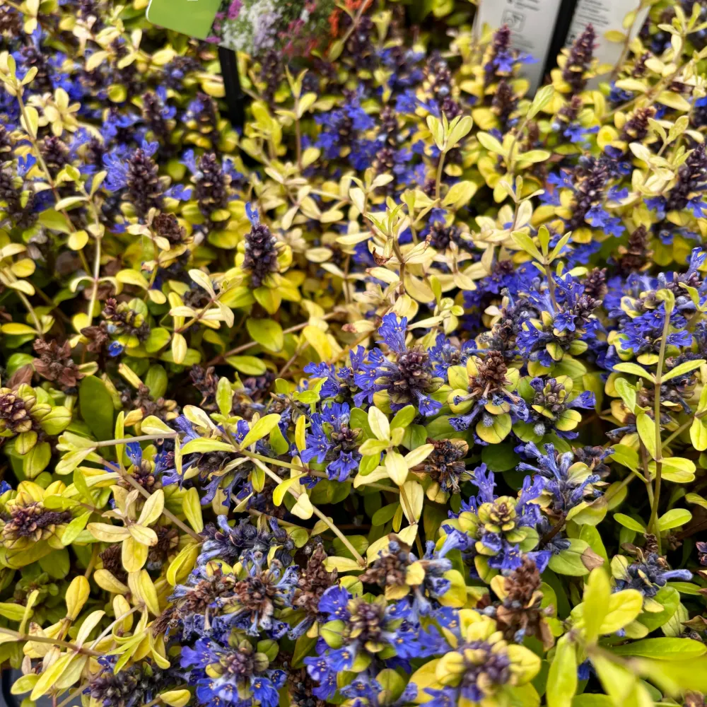Ajuga reptans ‘Friends Cordial Canary’ (vinariț, bugleweed) – covor decorativ spectaculos