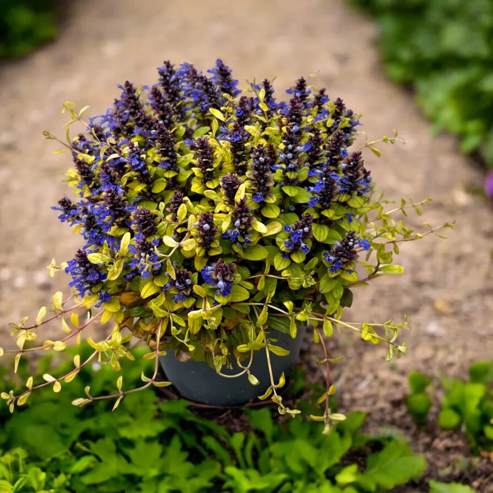 Ajuga reptans ‘Friends Cordial Canary’ (vinariț, bugleweed) – covor decorativ spectaculos