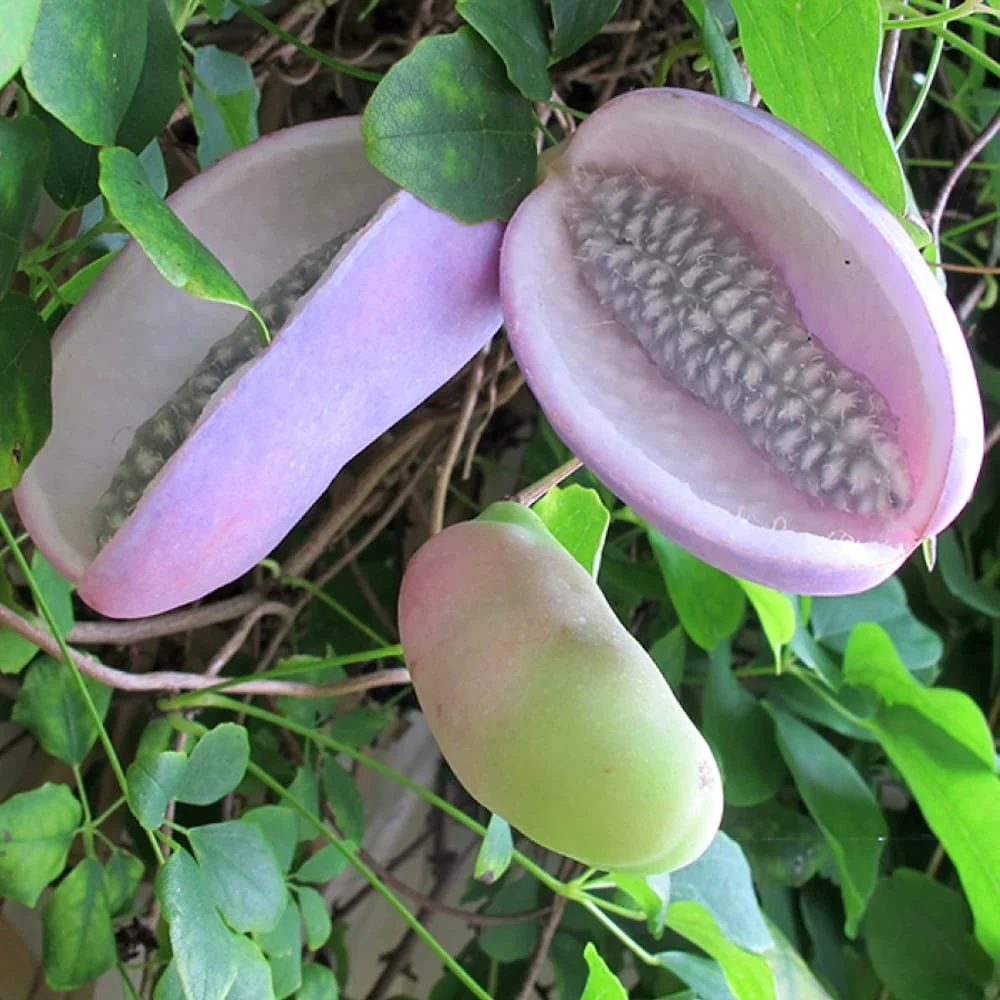 Akebia quinata f. albiflora (cream form) - Vita de ciocolata cu flori crem
