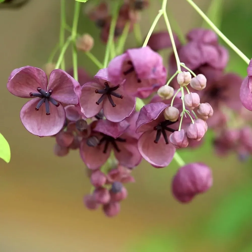Akebia quinata - Vita de ciocolata