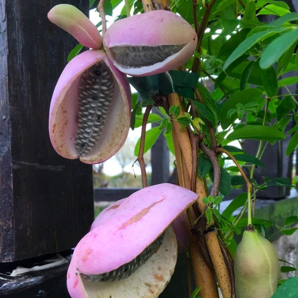 Akebia quinata - Vita de ciocolata