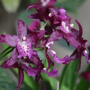 Aliceara (Beallara) Peggy Ruth Carpenter Jem