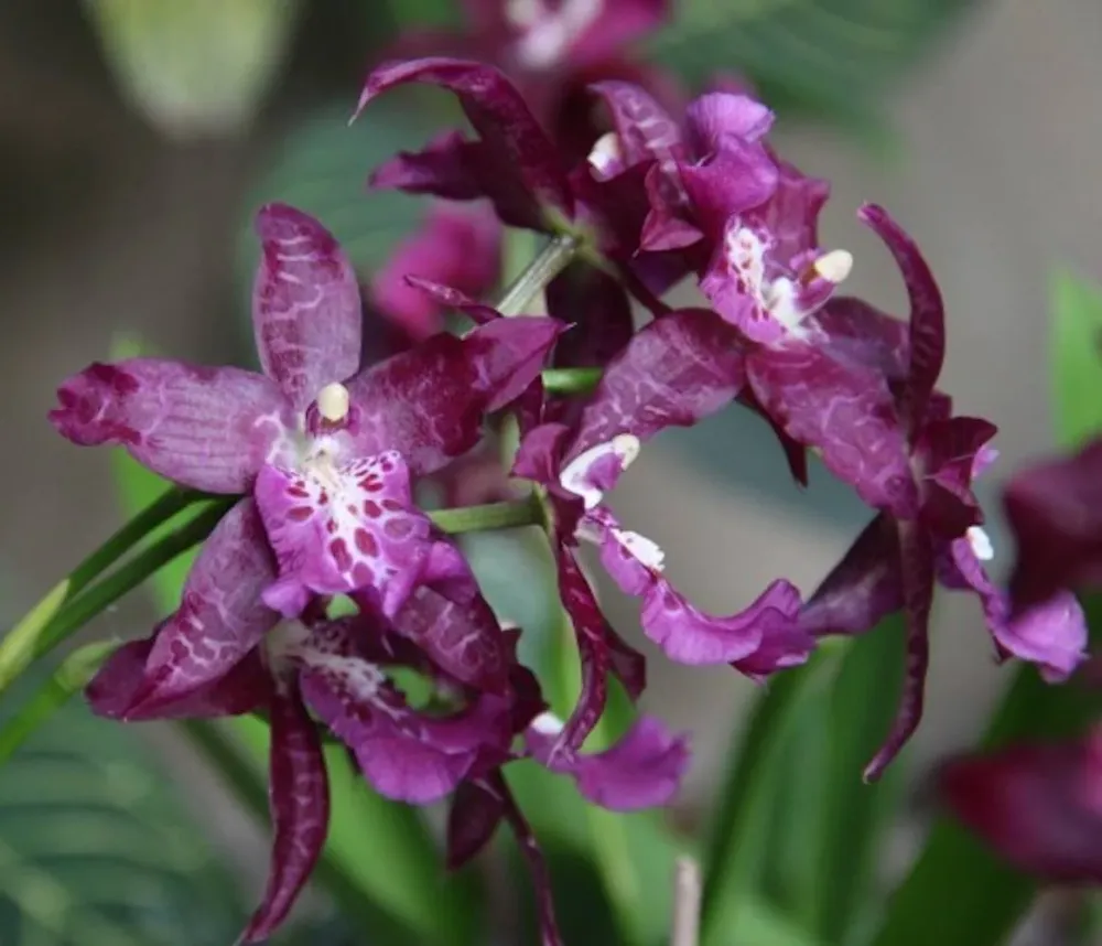 Aliceara (Beallara) Peggy Ruth Carpenter Jem