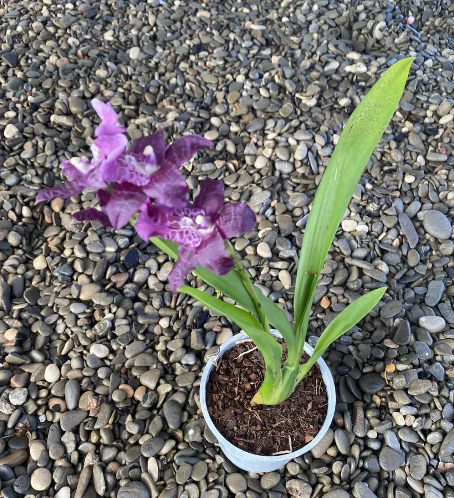 Aliceara (Beallara) Peggy Ruth Carpenter Jem