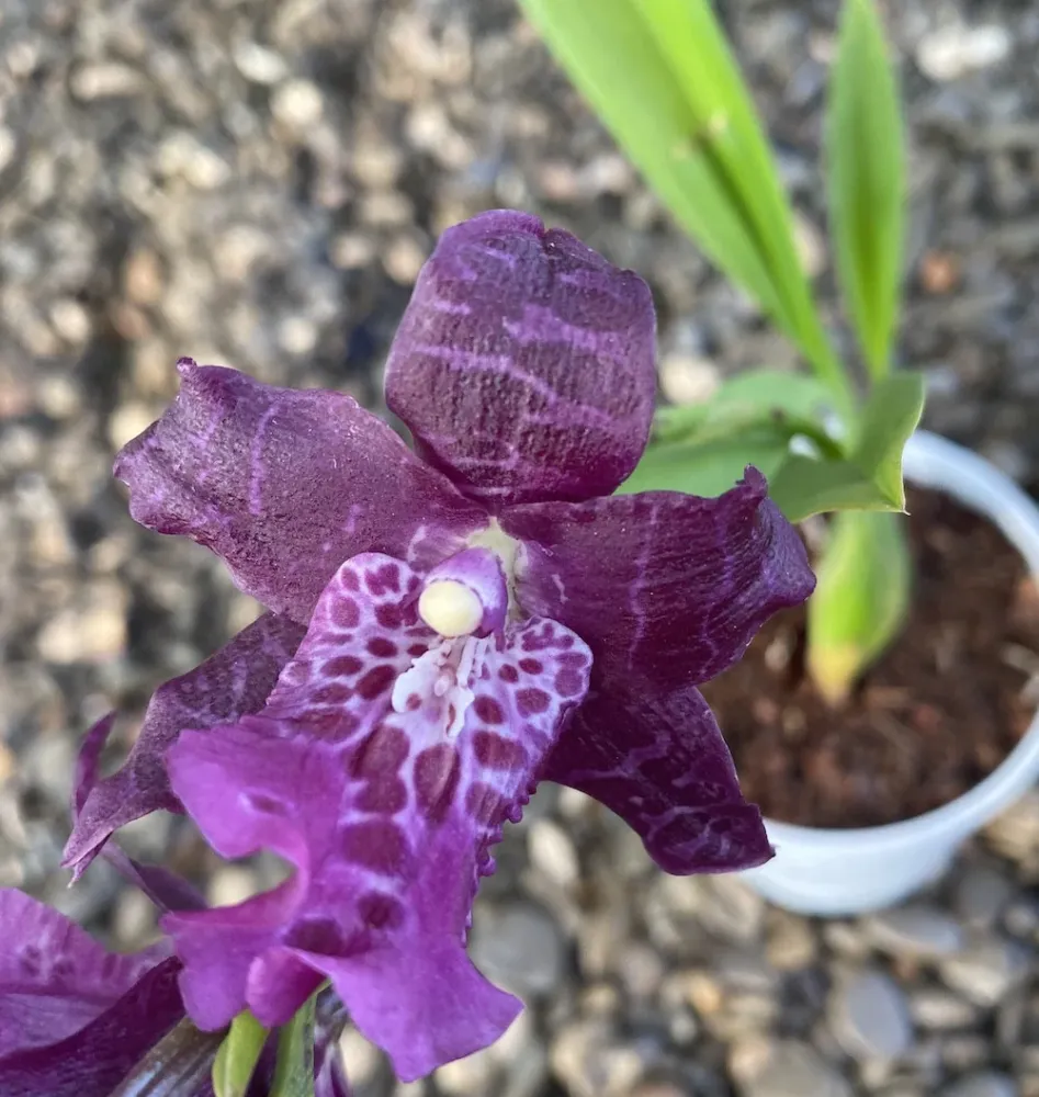 Aliceara (Beallara) Peggy Ruth Carpenter Jem