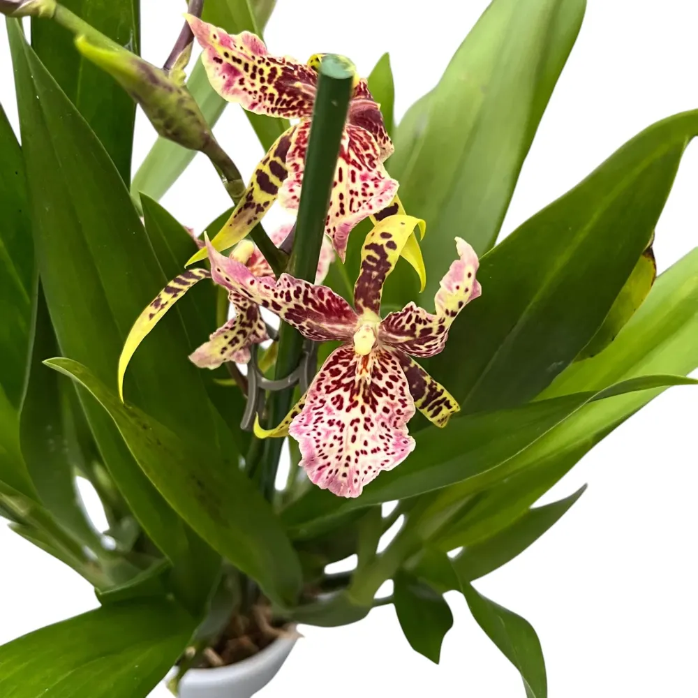 Aliceara Estrelita-Tahoma Glacier