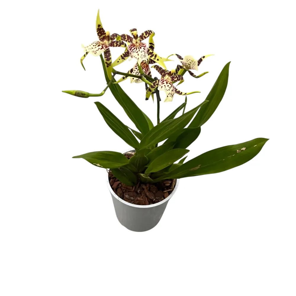 Aliceara Estrelita-Tahoma Glacier